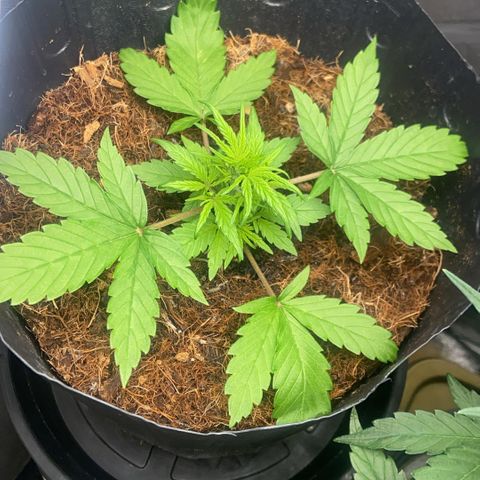 Lemonade Auto growlog timeline photo