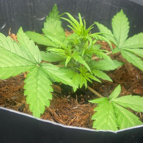 Lemonade Auto growlog timeline photo