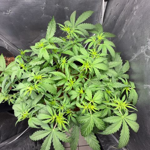 Amnesia Auto growlog timeline photo