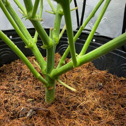 Amnesia Auto growlog timeline photo