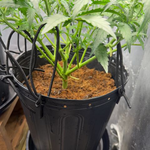 Amnesia Auto growlog timeline photo