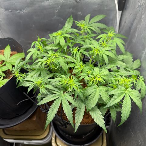 Amnesia Auto growlog timeline photo