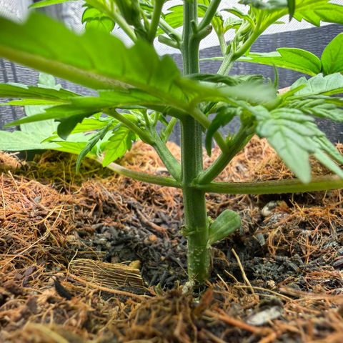 Lemonade Auto growlog timeline photo
