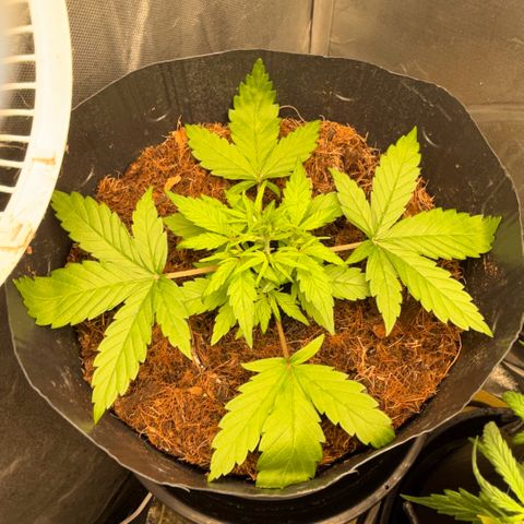 Lemonade Auto growlog timeline photo