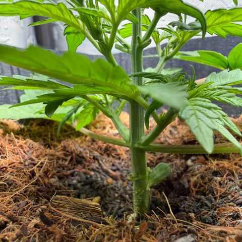 Lemonade Auto growlog timeline photo