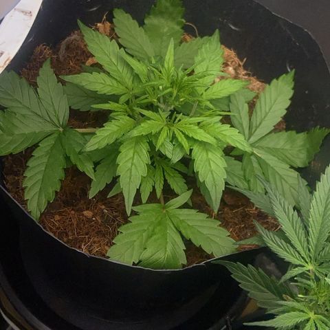 Lemonade Auto growlog timeline photo