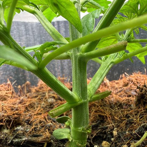 Lemonade Auto growlog timeline photo