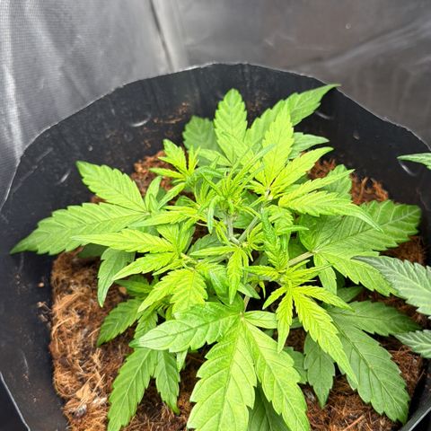 Lemonade Auto growlog timeline photo