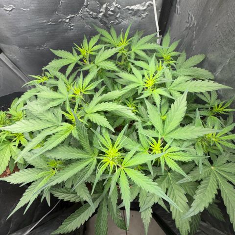 Amnesia Auto growlog timeline photo