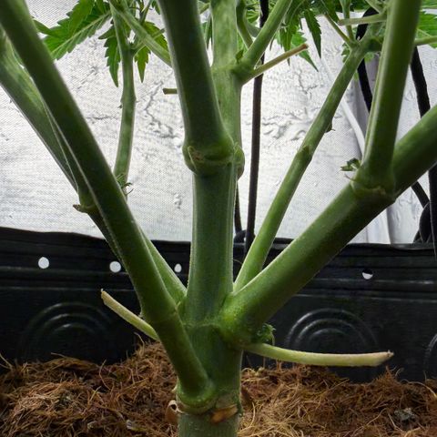 Amnesia Auto growlog timeline photo