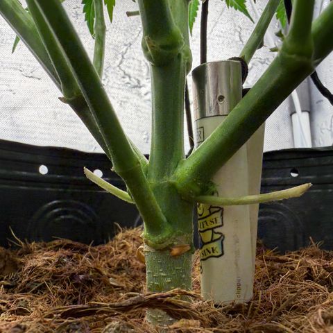 Amnesia Auto growlog timeline photo