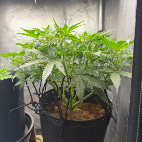 Amnesia Auto growlog timeline photo