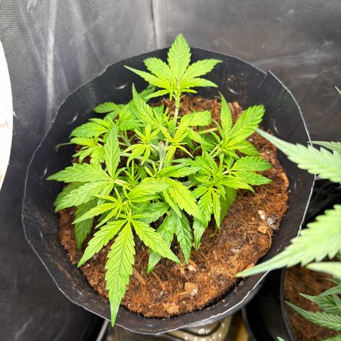 Lemonade Auto growlog timeline photo