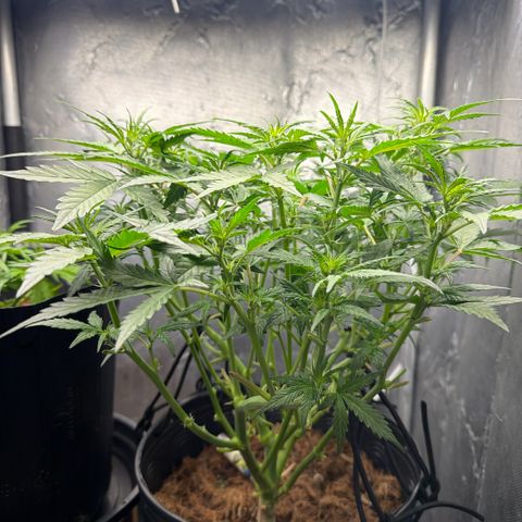 Amnesia Auto growlog timeline photo