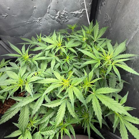 Amnesia Auto growlog timeline photo