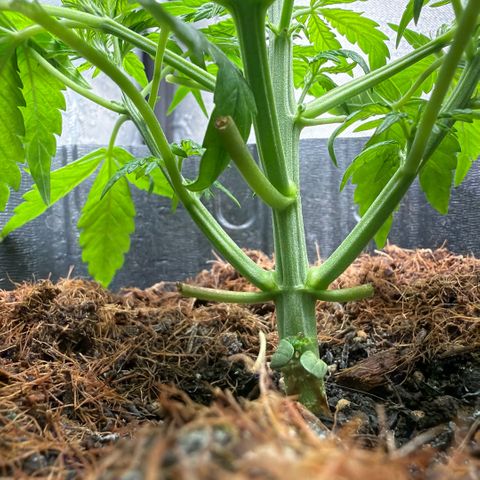 Lemonade Auto growlog timeline photo
