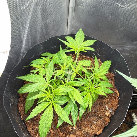 Lemonade Auto growlog timeline photo