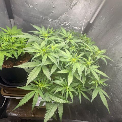 Amnesia Auto growlog timeline photo