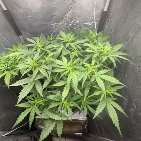 Amnesia Auto growlog timeline photo