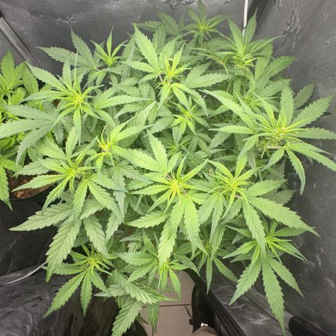 Amnesia Auto growlog timeline photo