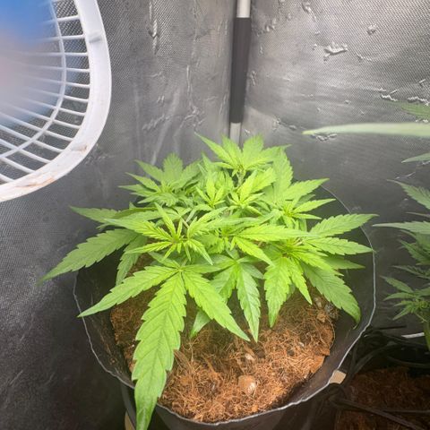 Lemonade Auto growlog timeline photo
