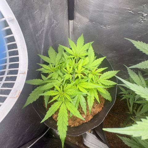 Lemonade Auto growlog timeline photo
