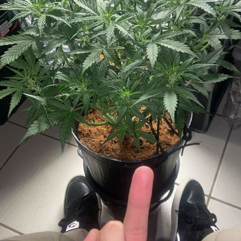 Amnesia Auto growlog timeline photo