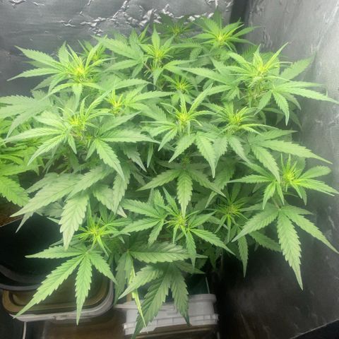 Amnesia Auto growlog timeline photo