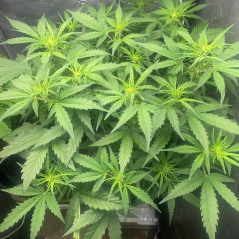 Amnesia Auto growlog timeline photo