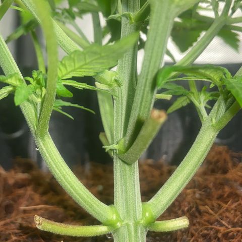 Lemonade Auto growlog timeline photo