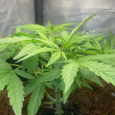 Lemonade Auto growlog timeline photo
