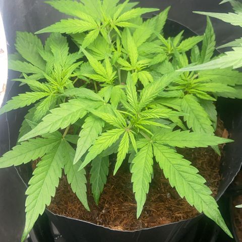 Lemonade Auto growlog timeline photo