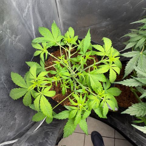 Lemonade Auto growlog timeline photo