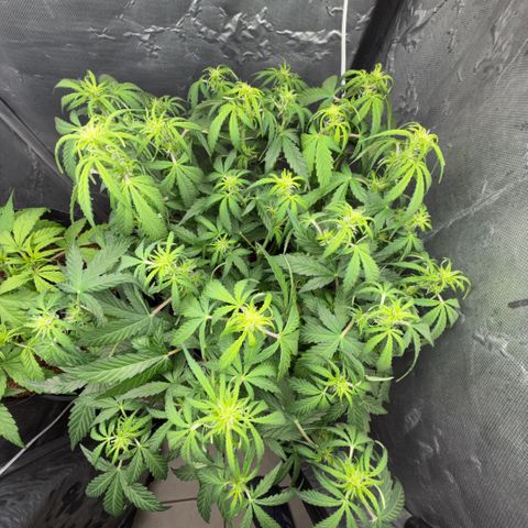 Amnesia Auto growlog timeline photo