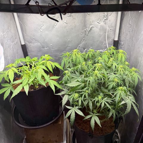 Amnesia Auto growlog timeline photo