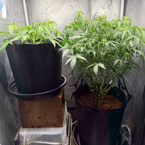Amnesia Auto growlog timeline photo