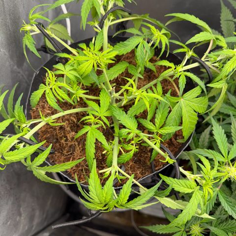 Lemonade Auto growlog timeline photo