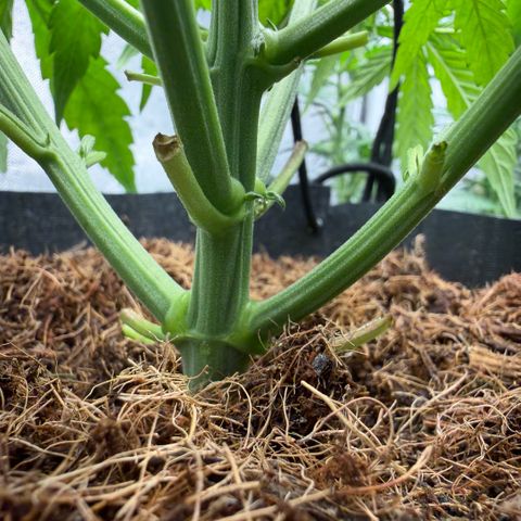 Lemonade Auto growlog timeline photo