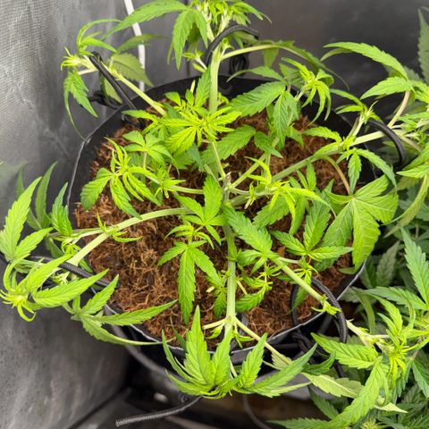 Lemonade Auto growlog timeline photo