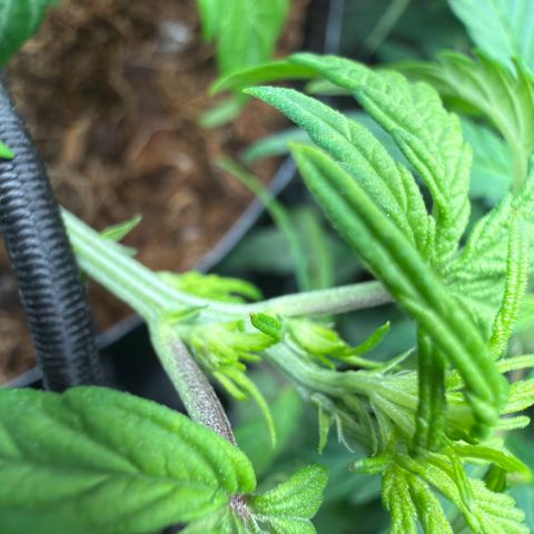 Lemonade Auto growlog timeline photo