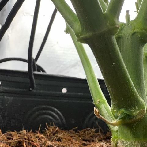 Amnesia Auto growlog timeline photo