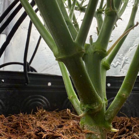 Amnesia Auto growlog timeline photo