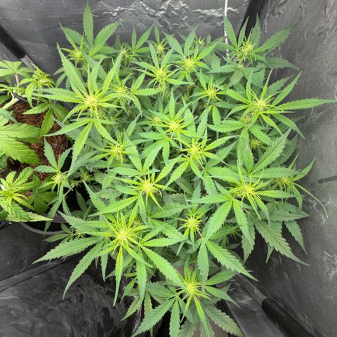 Amnesia Auto growlog timeline photo