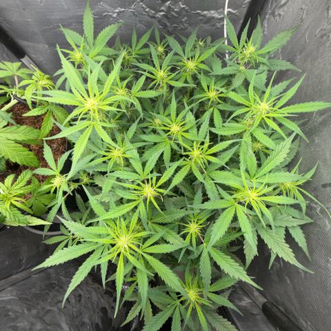 Amnesia Auto growlog timeline photo