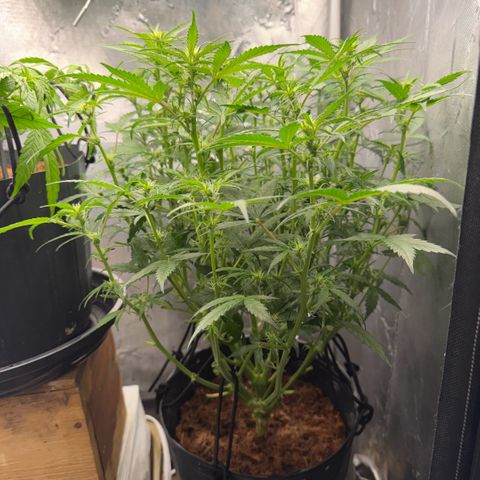 Amnesia Auto growlog timeline photo