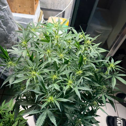 Amnesia Auto growlog timeline photo