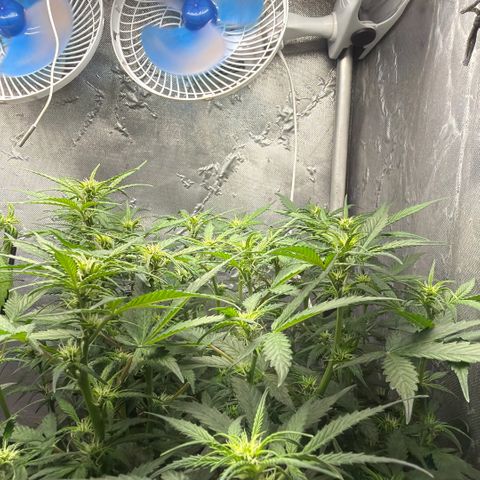Amnesia Auto growlog timeline photo