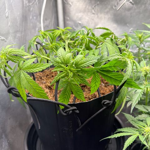 Lemonade Auto growlog timeline photo