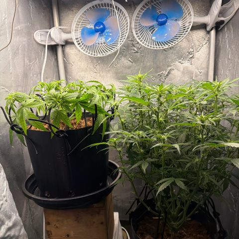 Amnesia Auto growlog timeline photo