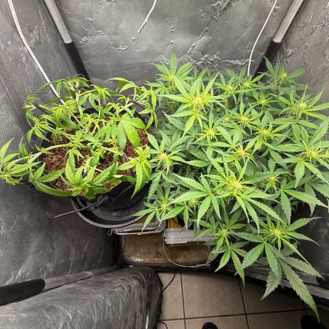 Amnesia Auto growlog timeline photo